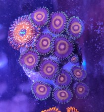 super girl with one head salted agav corals marine 