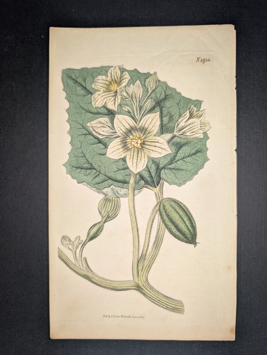 Antique botany print - antique, of