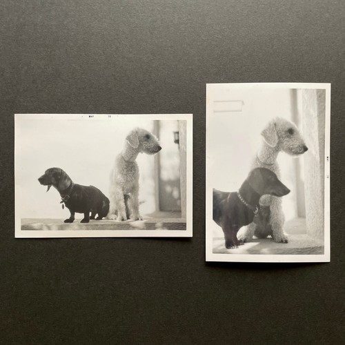 1970 dachshund wire fox - 1970,