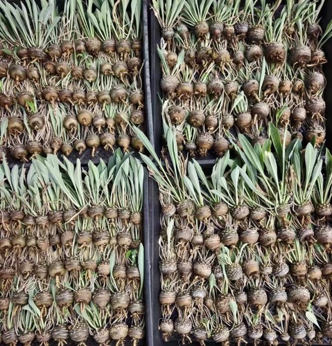 Euphorbia bupleurifolia jacq - euphorbia,