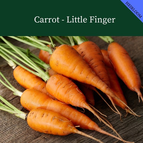 Miniature carrot little finger - carrot,
