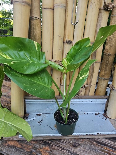 Giant variegated golden pothos - variegated,
