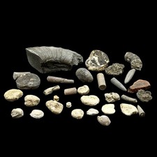 British Jurassic Fossil Mix