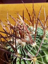 Matured blooming Stenocactus