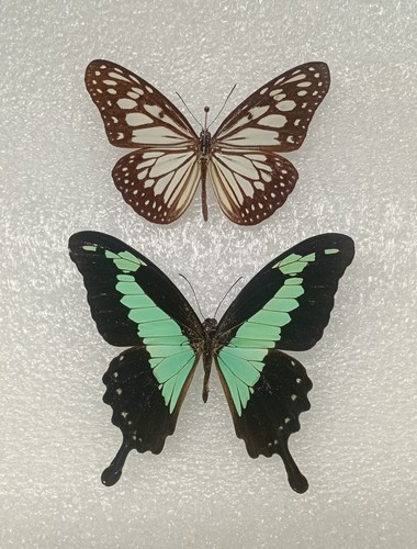 Butterfly crafting bundle - crafting,