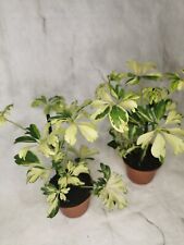 Schefflera Janine variegated