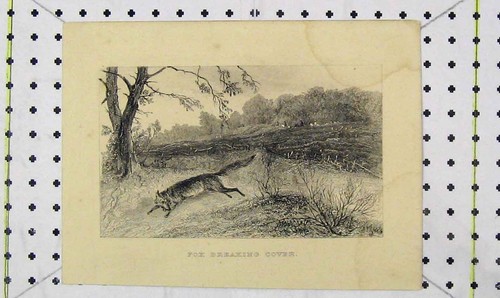 Original old antique print - antique, fox