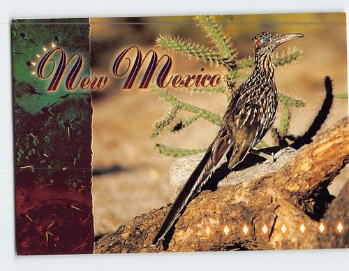 Postcard roadrunner new - postcard,