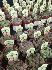 Lithops plants l Mixed 9cm potted l Succulent Houseplant 