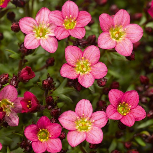 Saxifrage alpino pink - saxifrage,