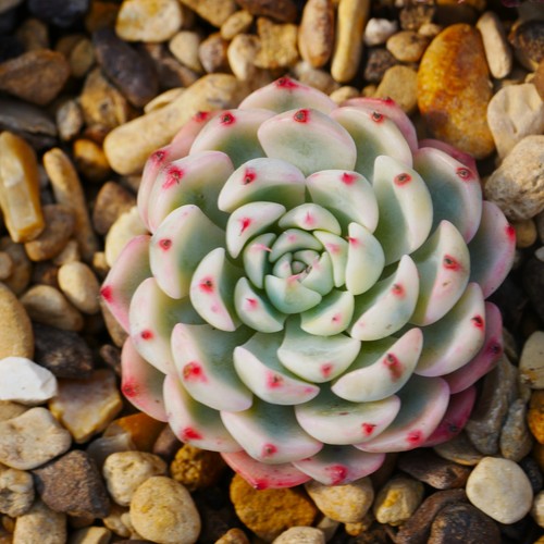 Echeveria minima variegated - echeveria,