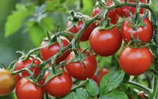 Tomato Piccolo Plug Plant -