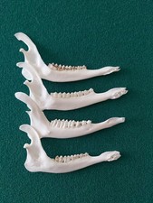 Muntjac Deer Jaw Bones x 4 Taxidermy Antler Gothic