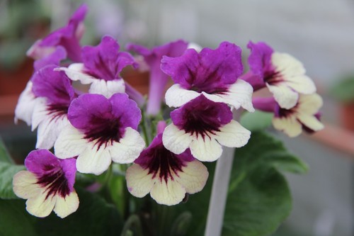 Streptocarpus plug plants - plants,