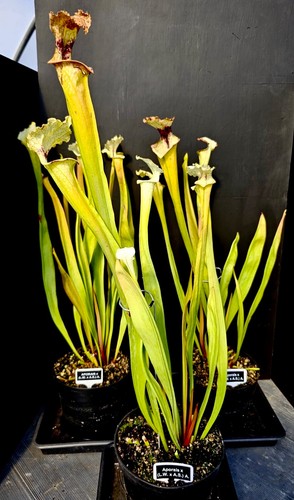 Sarracenia aporias leah w - (leah,