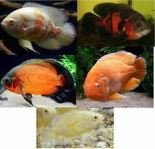 Live 5 pack Mixed Oscar