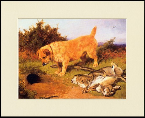 Norfolk terrier dog art print - art,