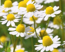 Chamaemelum nobile - Roman Chamomile - Medicinal Herb - Herbal Tea Plant -10cm