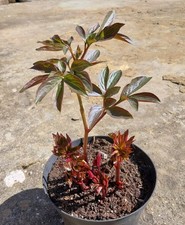 Around 5 Years Old Peony Plant