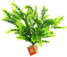 Aquarium Fish Tank Green Plant