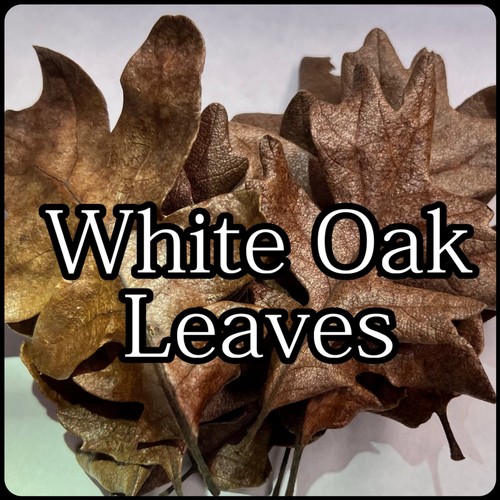 100 dried oak - oak, organic