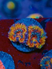 TNTcoral AFTERBURNER