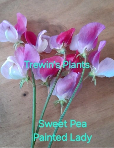Sweet pea plug plants - sweet,