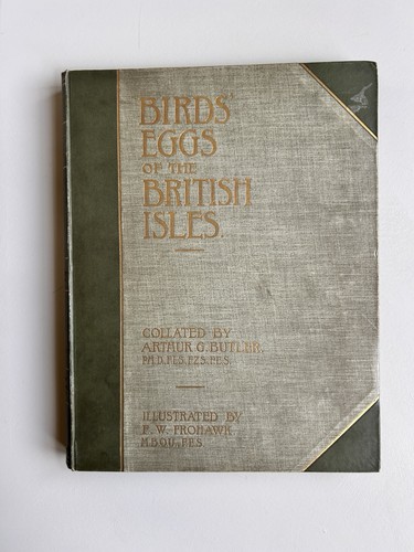 Birds eggs the - birds’,