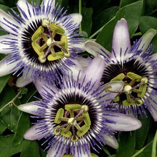 Passiflora Passion Flower