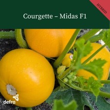 COURGETTE MIDAS F1 - 10 SEEDS