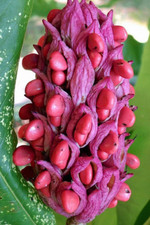 Rare Magnolia Tripetala Umbrella tree SEEDS Giant leaf Flower Tropical UK Hardy