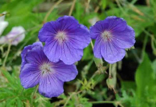 Hardy geranium orion 9cm - geranium, a