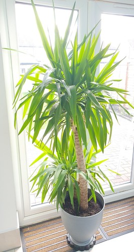 Yukka house plant real - house, hight