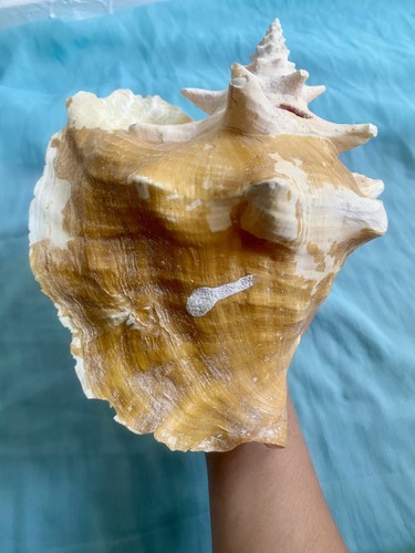 Large natural queen - large,
