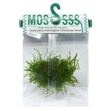 Vesicularia montagnei ‘Christmas Moss’ Moss Pouch