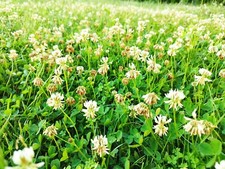 Dutch White Clover Seeds –