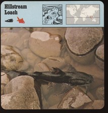 Hillstream Loach  Safari Cards Rencontre Fish