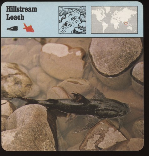 Hillstream loach safari - hillstream,