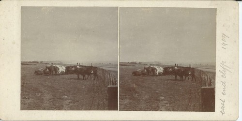 Suffolk felixtowe cows at - cows,