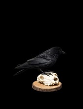 Taxidermy crow skull - taxidermy,