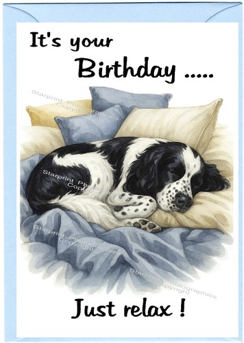 English springer spaniel - springer,