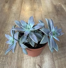 Large Graptopetalum