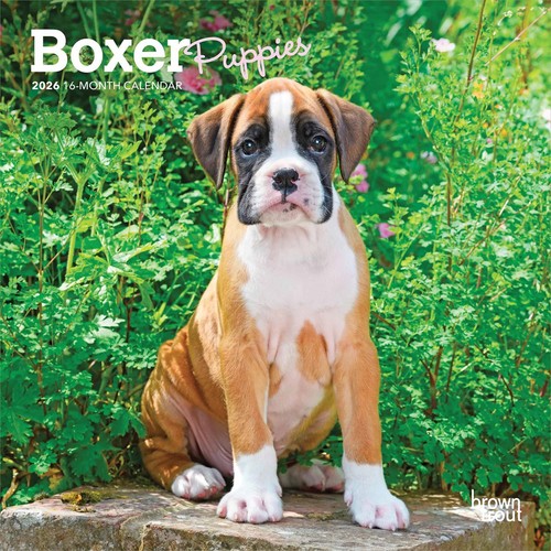 Boxer puppies mini calendar - boxer,
