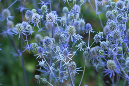 Eryngium blue glitter sea - eryngium,