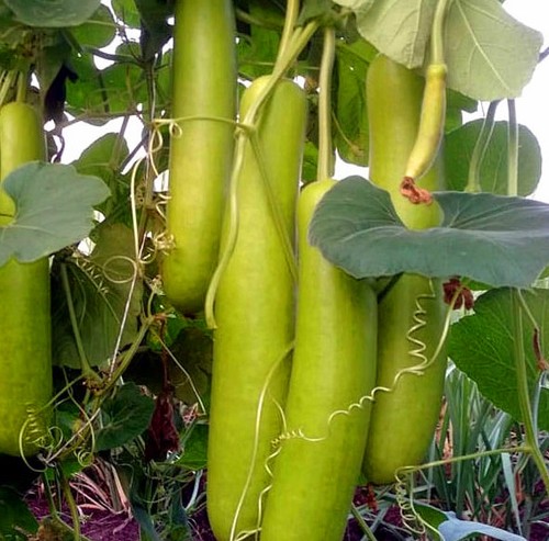 Lagenaria siceraria 15 - 15, seeds