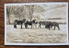 Exmoor Ponies & Foal, Real Photo Vintage Postcard Herd Moorlands by H. Catford