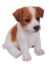 Brand New Jack Russell Puppy