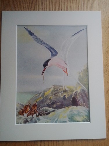 Roseate tern bringing fish - tern,