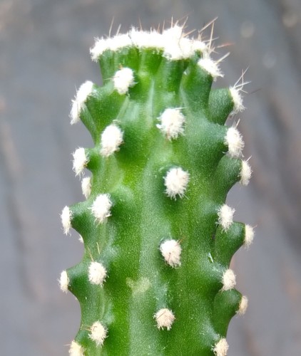 Echinocereus triglochidiatus - , v