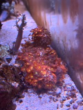 red ironman goniopora colony